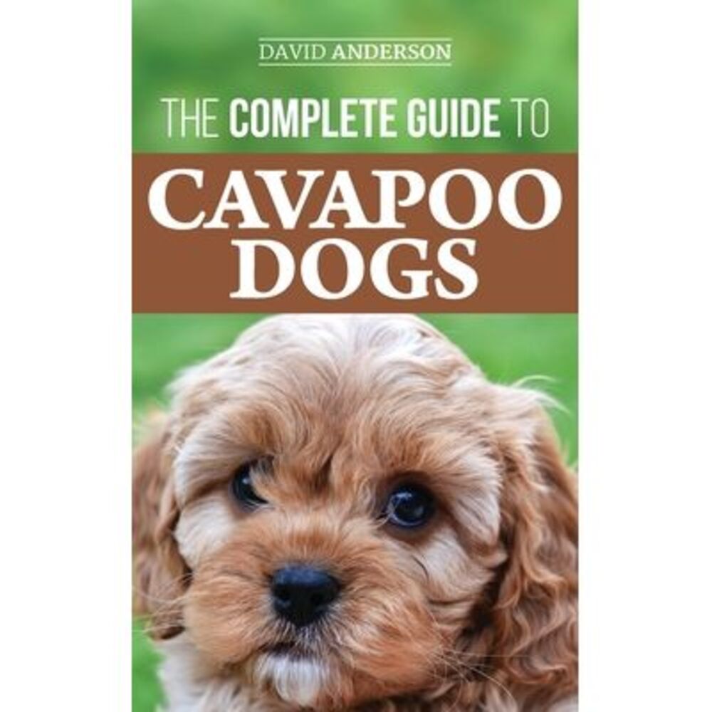 The Complete Guide to Cavapoo Dogs: Everything you need to know to successfully